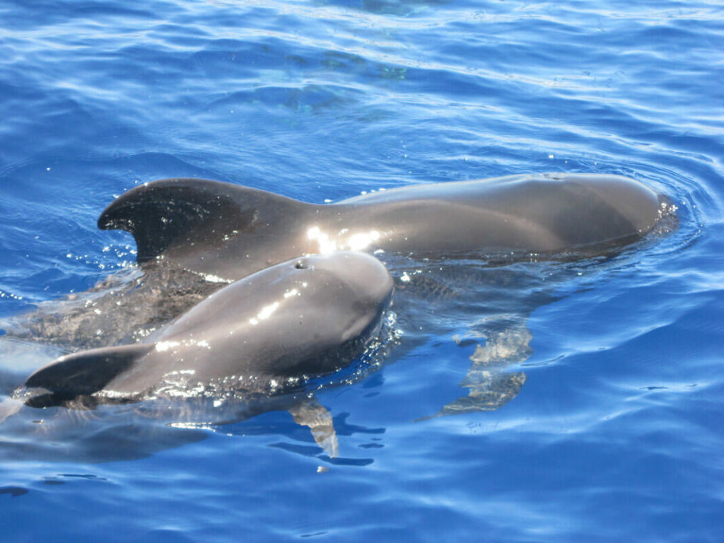 ballenas