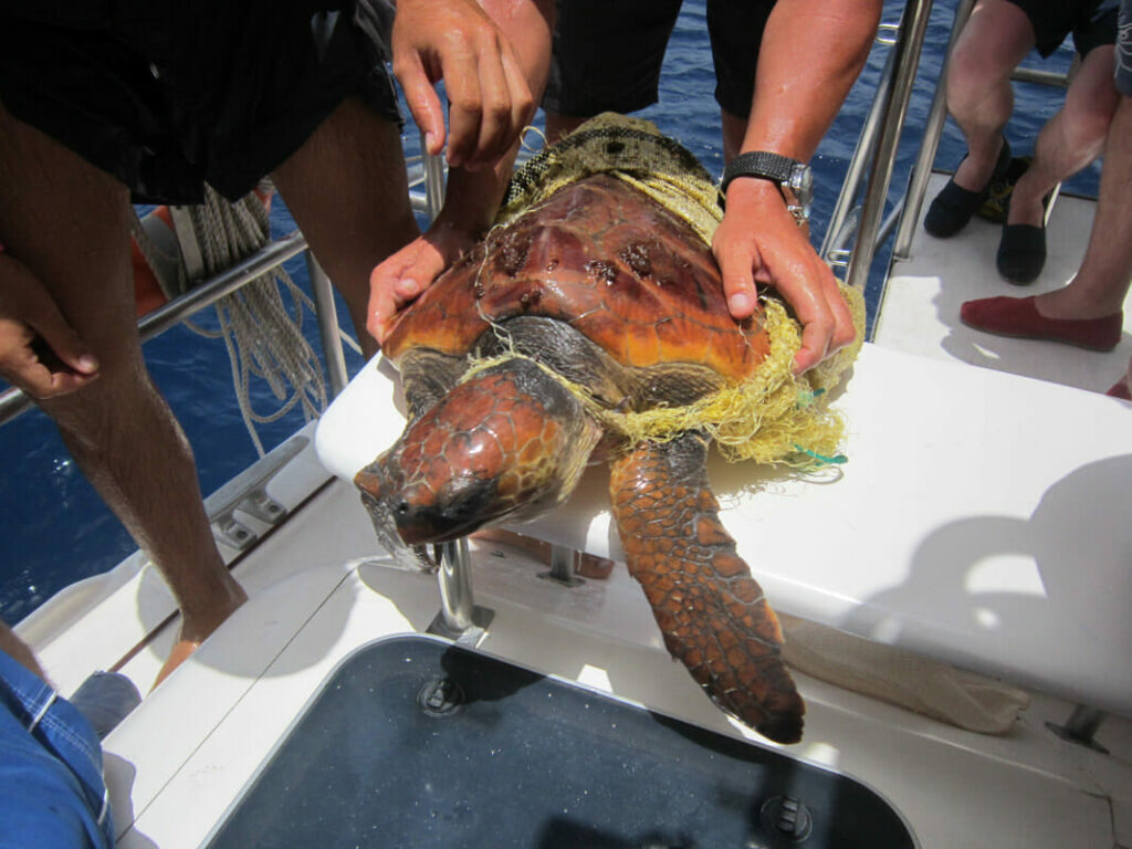 tortuga