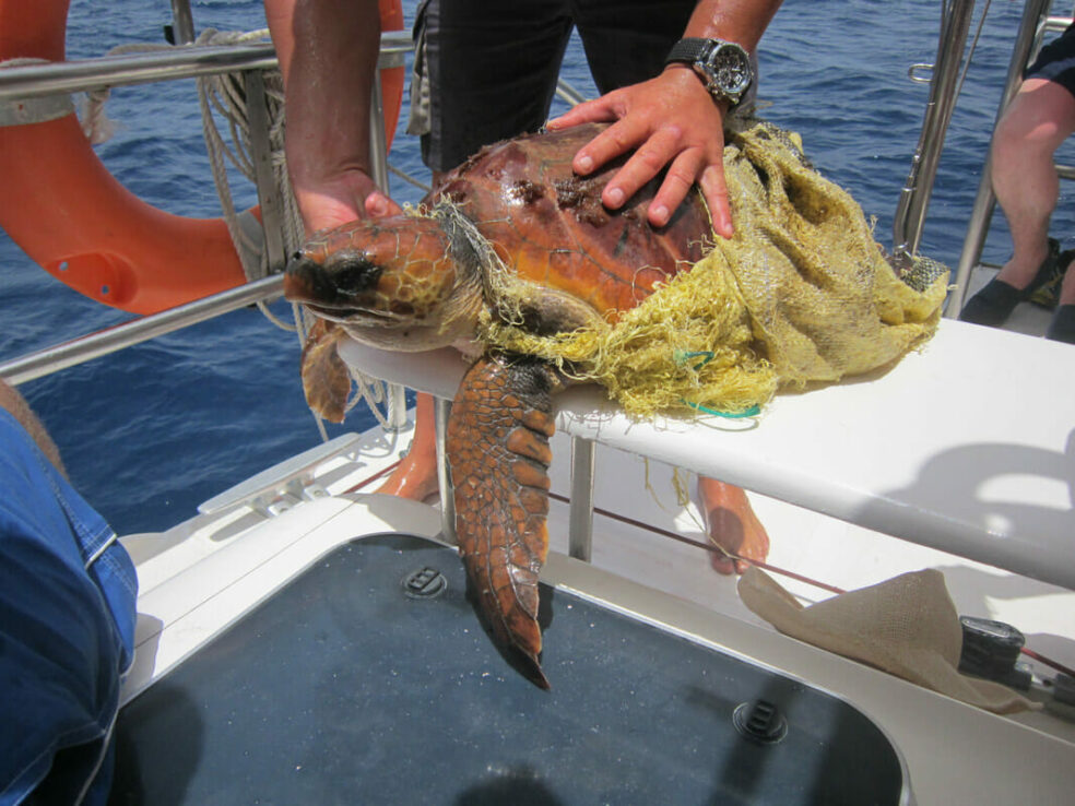 tortuga