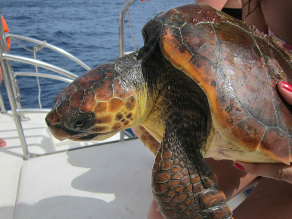 tortuga_orig