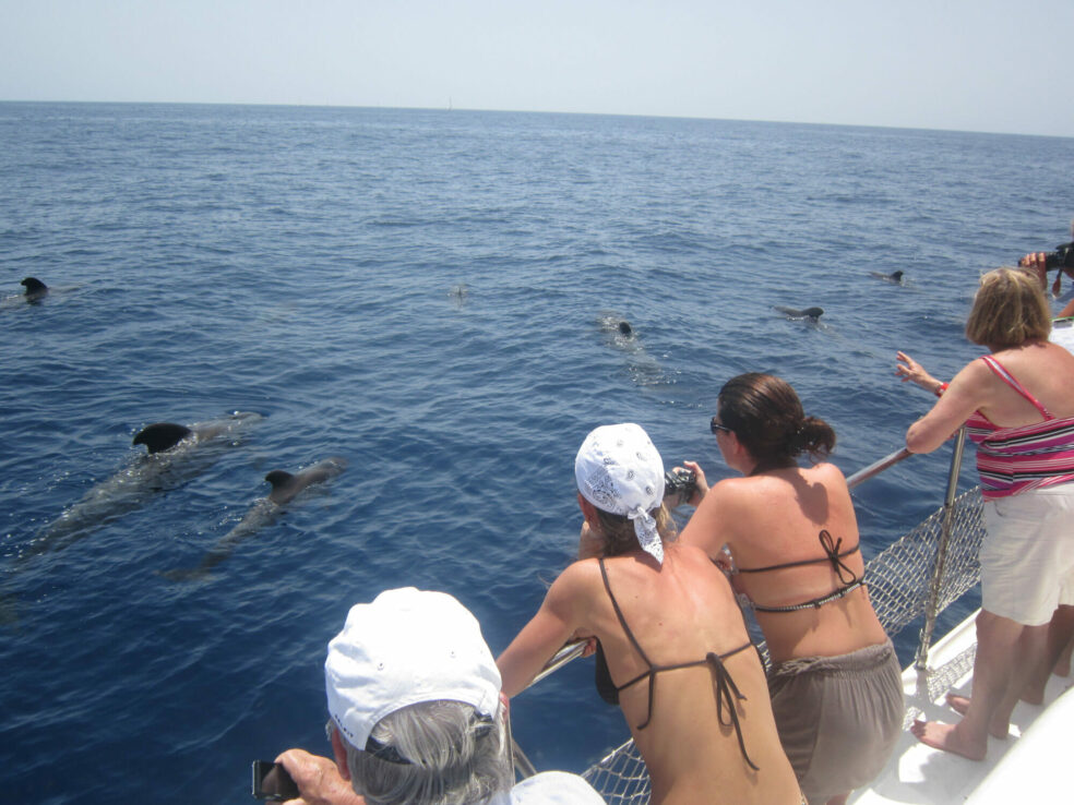 whale watching tenerife in an eco catamaran